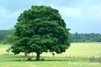 Freefoto