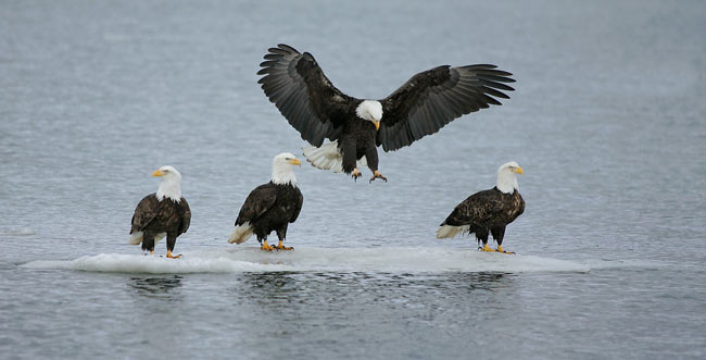 eagles